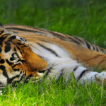 ‘Serious’ tiger enclosure incident shuts Yorkshire Wildlife Park