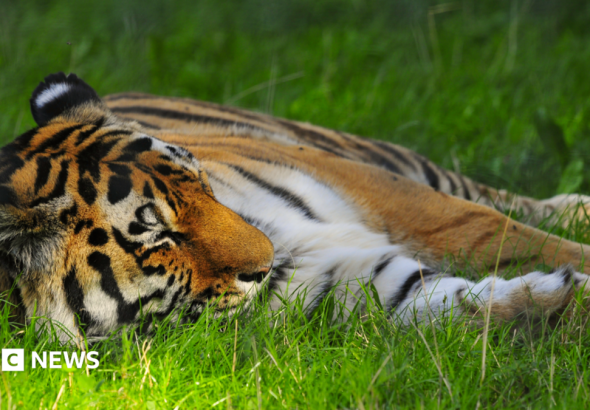 ‘Serious’ tiger enclosure incident shuts Yorkshire Wildlife Park