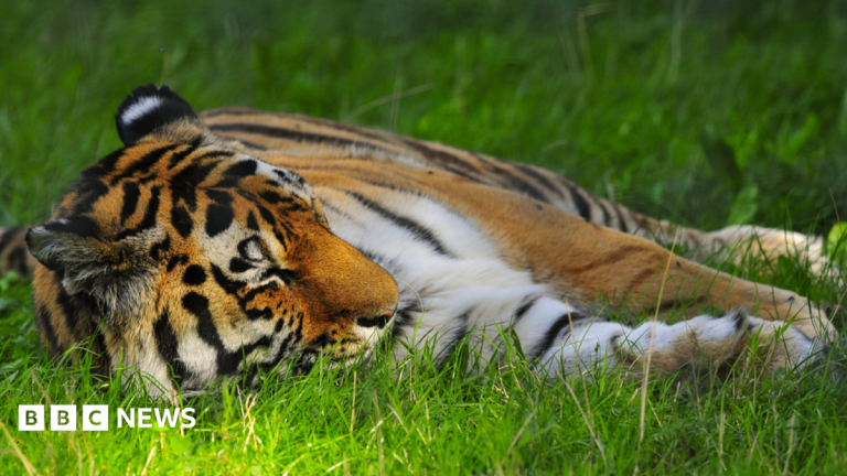 ‘Serious’ tiger enclosure incident shuts Yorkshire Wildlife Park