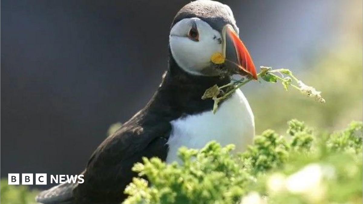 Puffin island Lundy on cusp of closure as it runs out of water