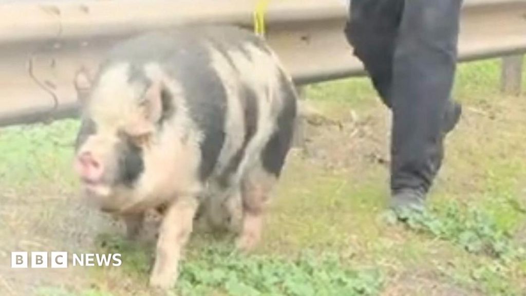 Watch: Pigs on the loose bring A-road to a standstill Watch: Pigs on the loose bring A-road to a standstill