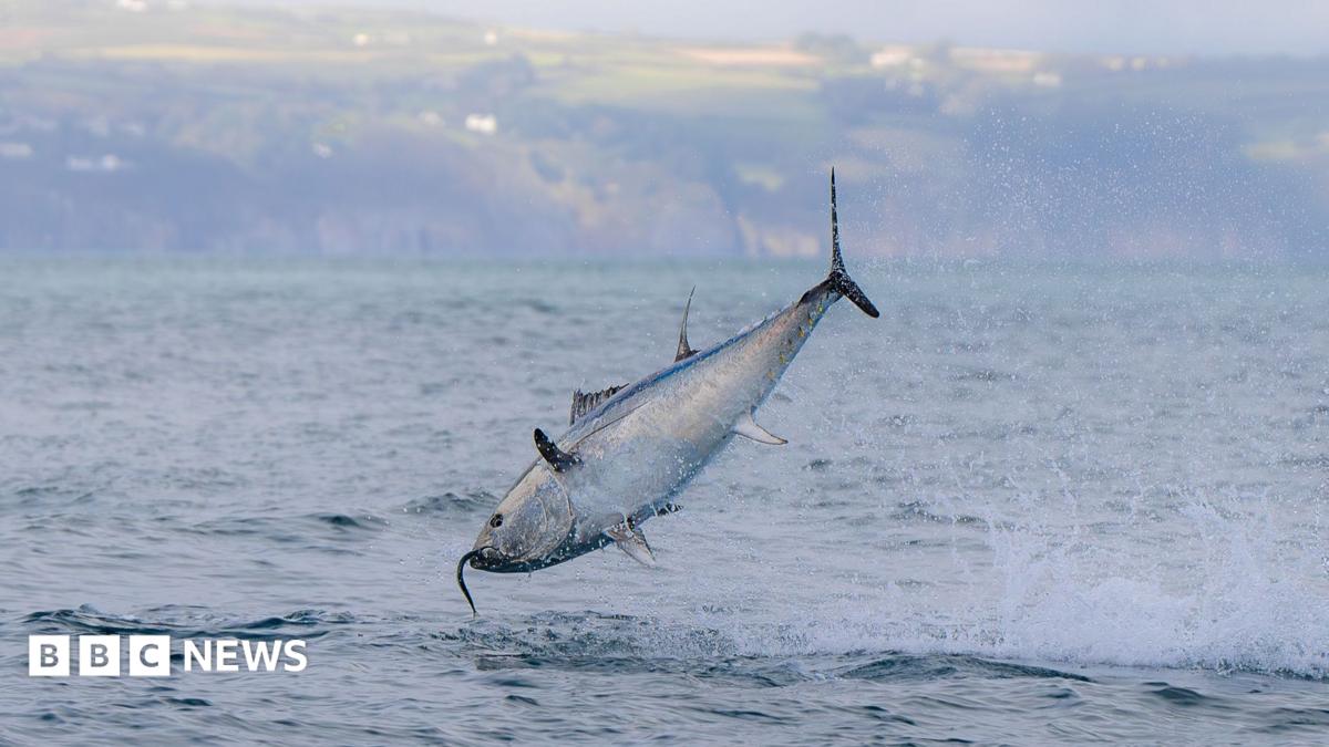 UK bluefin tuna comeback shows nature can recover, says WWF