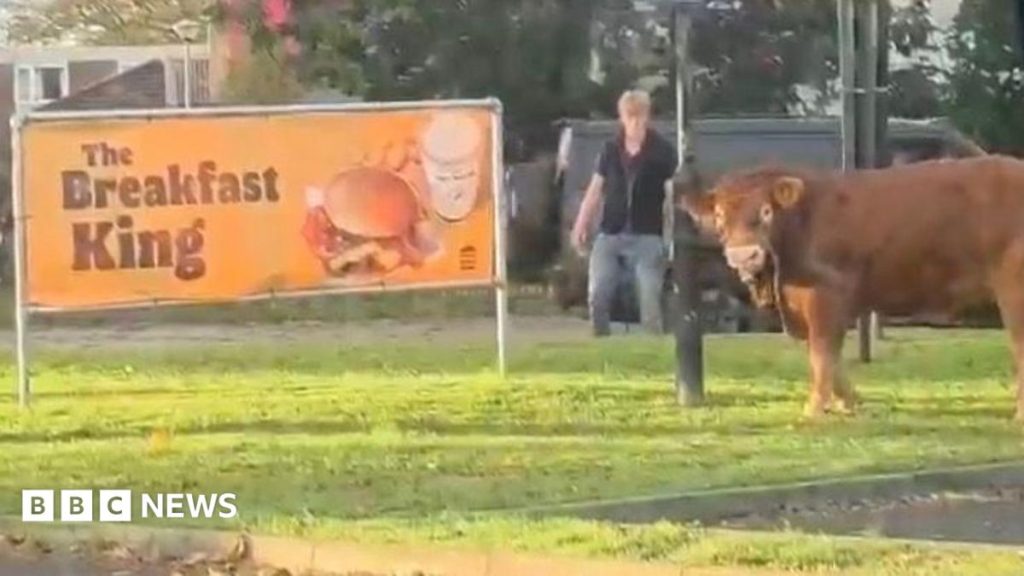 Watch: Bull on the loose at M6 service station