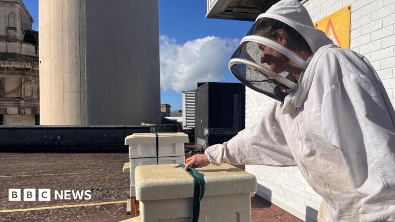 Bees create a buzz at Liverpool St Johns Shopping Centre