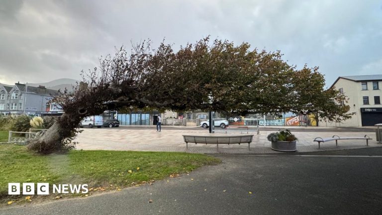 Tree of the Year: Wonky wych elm in Newcastle wins title