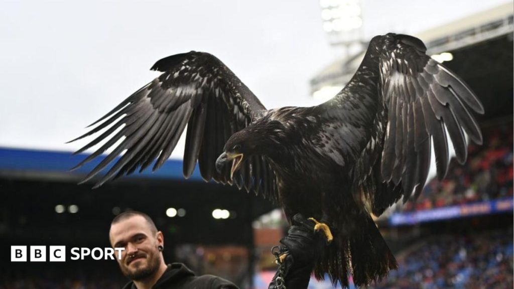 Crystal Palace urged to retire bald eagle mascot Crystal Palace urged to retire bald eagle mascot
