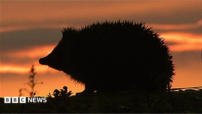 Bank of England reveals the four animals to feature on banknotes