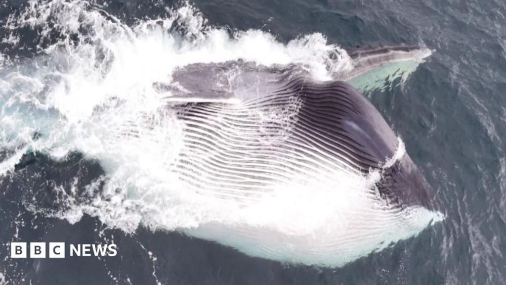 Moment giant fin whale’s huge mouth engulfs thousands of gallons of water Moment giant fin whale’s huge mouth engulfs thousands of gallons of water