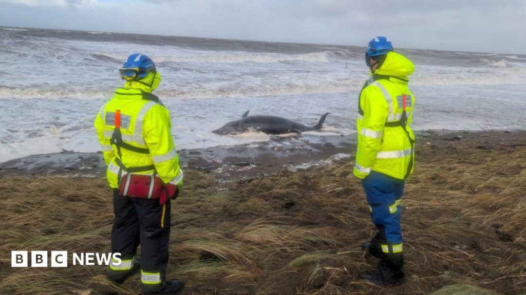 Dead whale found washed up on beach in storm