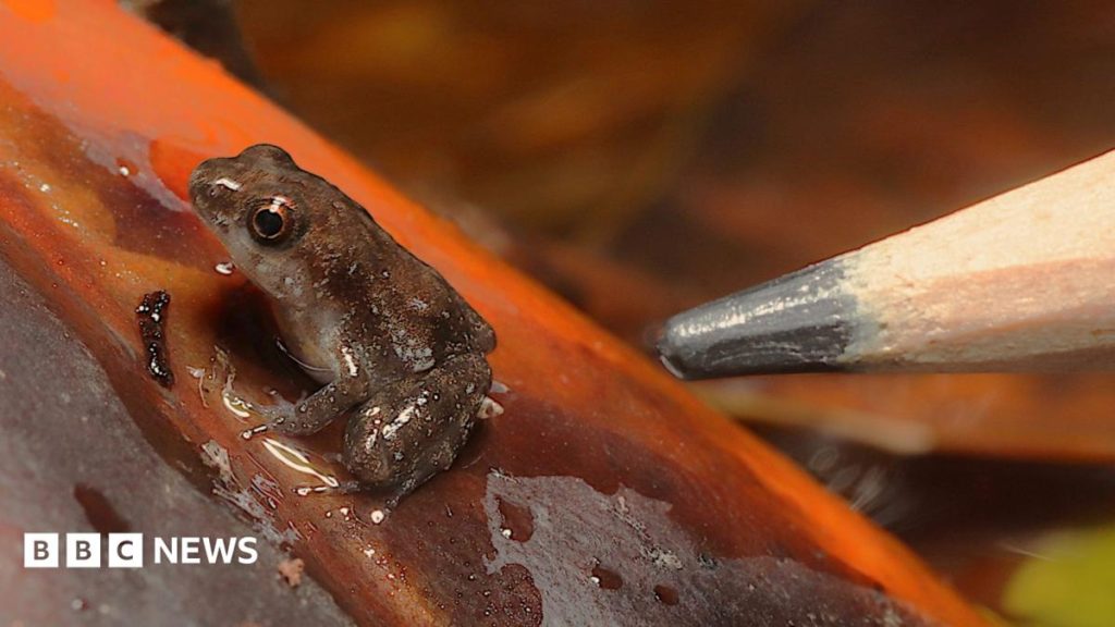 Tiny critically endangered puddle frogs born at London Zoo Tiny critically endangered puddle frogs born at London Zoo