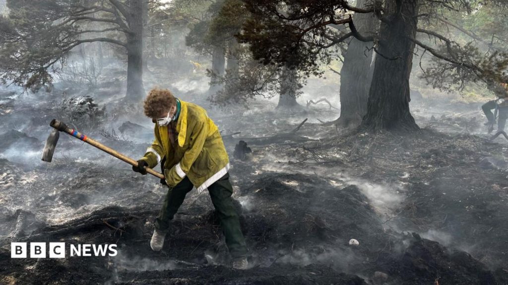 Habitat destroyed by Cairngorms fire to be restored with government funding