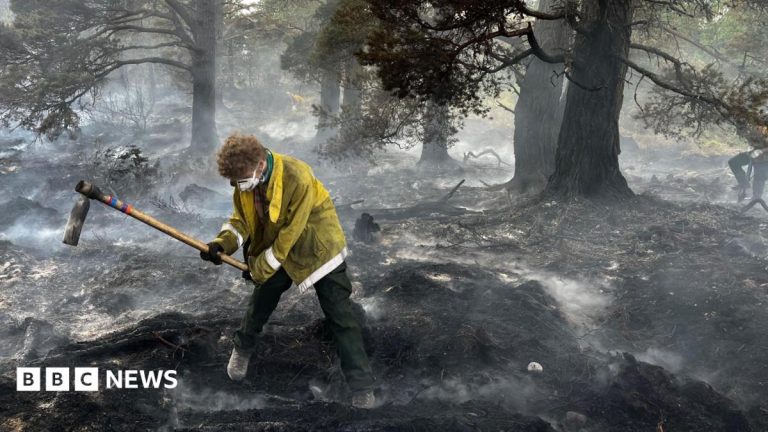 Habitat destroyed by Cairngorms fire to be restored with government funding